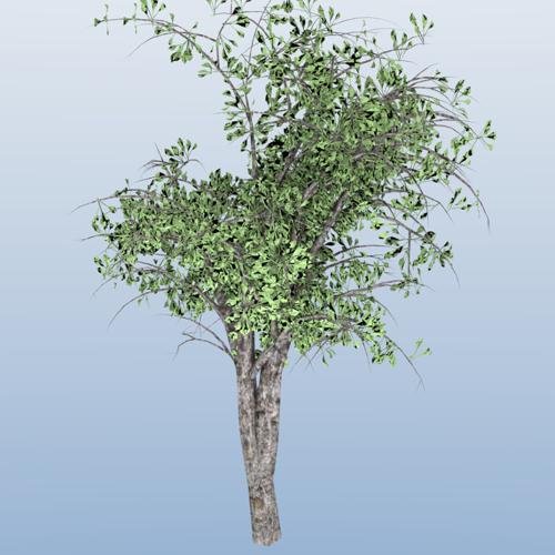 Tree preview image